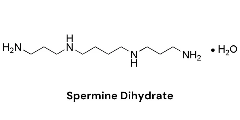 Spermine Dihydrate molecular formula Spermine Dihydrate molecular formula
